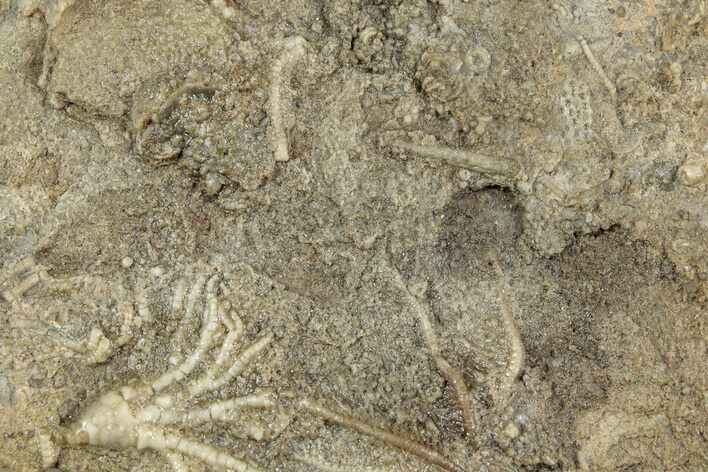 Two Fossil Crinoids (Dichocrinus & Cercidocrinus) - Gilmore City, Iowa #232259